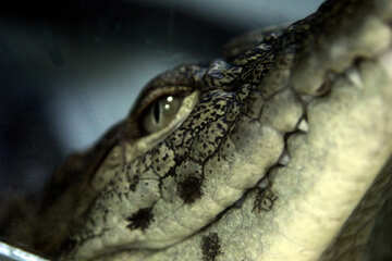 Крокодил №11293