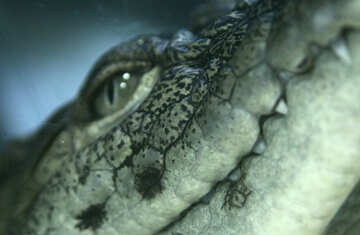 Nile Crocodile №11279