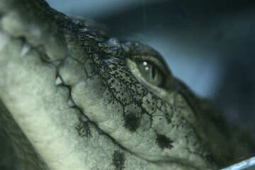 Zähne Krokodil №11272