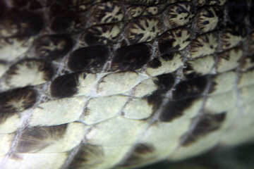 Texture.  Belly crocodile №11281