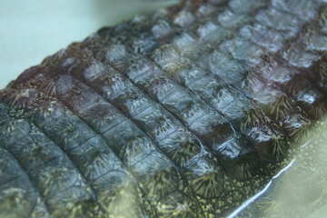 Textura. Pele crocodilo. №11299