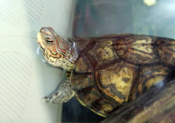 Adorned turtle №11112