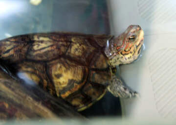 Adorned turtle №11135