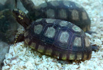 Cog turtle №11145