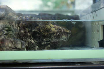 Loggerhead  turtle №11099