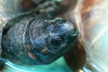 Musk Turtle.  Head. №11134