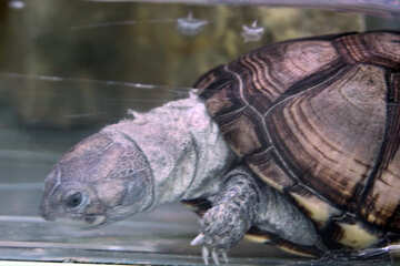 Turtle №11087