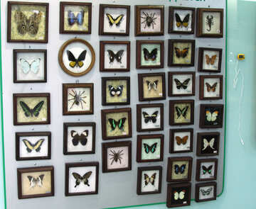 Butterflies Collection  №11316