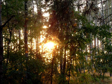 Sonnenuntergang Sonne in Wald