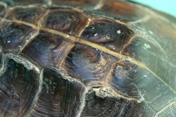 Texture.  Armour.  Barbed Turtle. №11121
