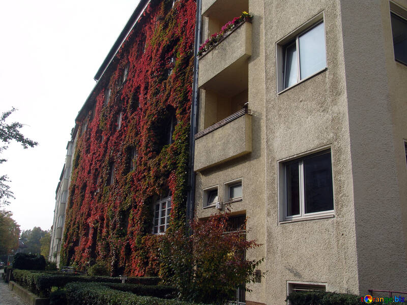 Green facade №11577