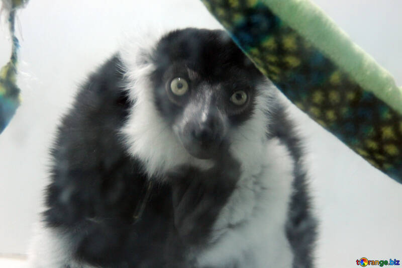 Gato lemur №11397