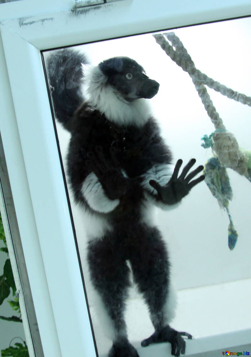 Lemur in Rahmen  №11393