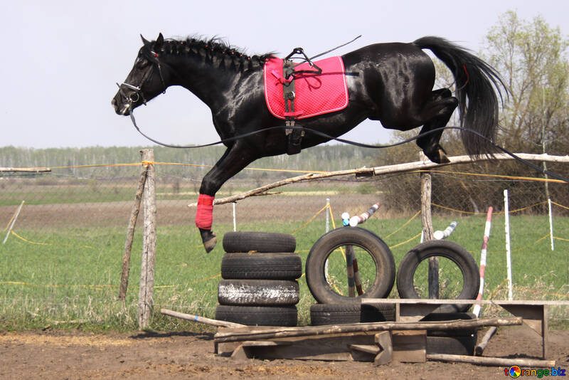 Jumping  horse №11050