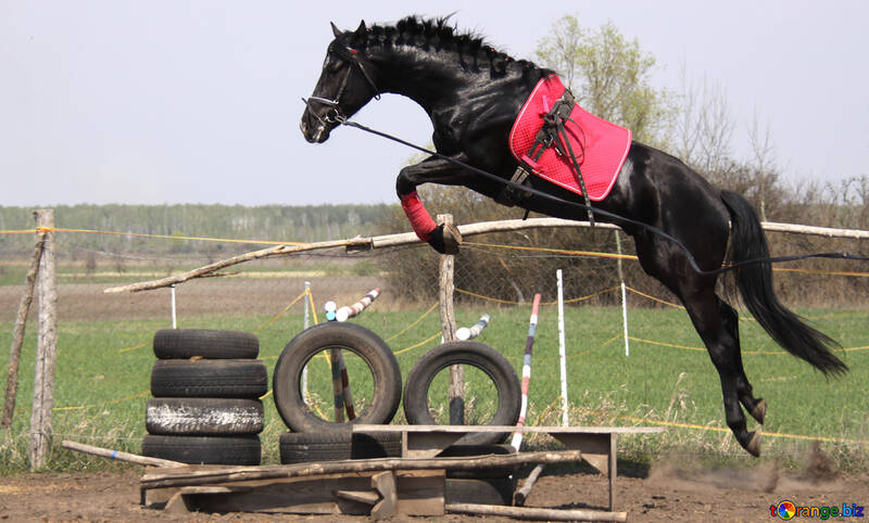 Horse    jump №11051