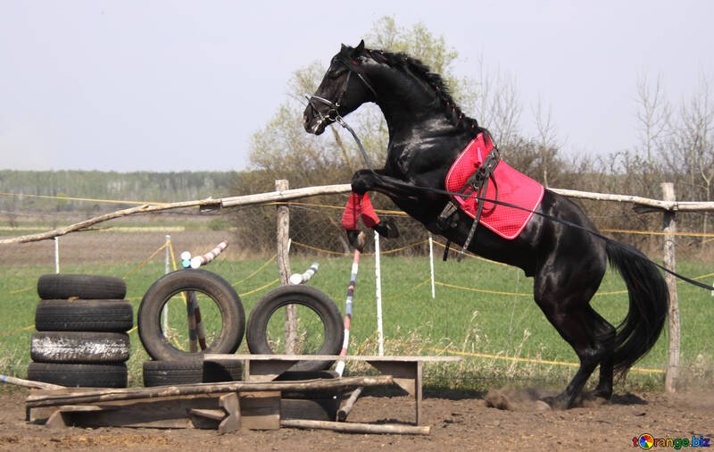 Jump   horse №11053