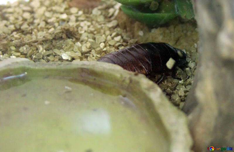 Madagascar cockroach  №11250
