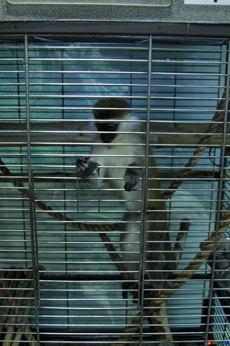 Macaco em gaiola №11383