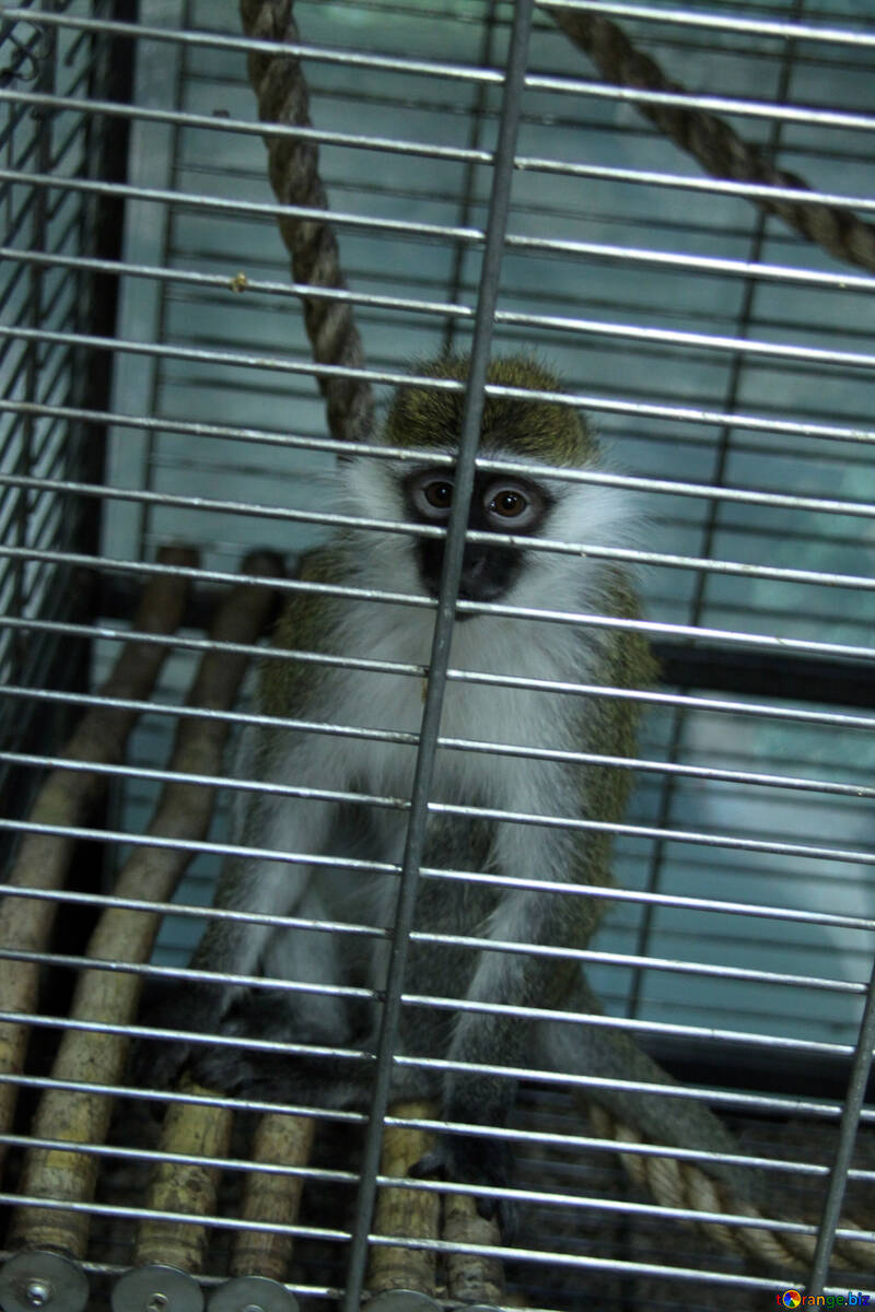 Monkey in cage №11389