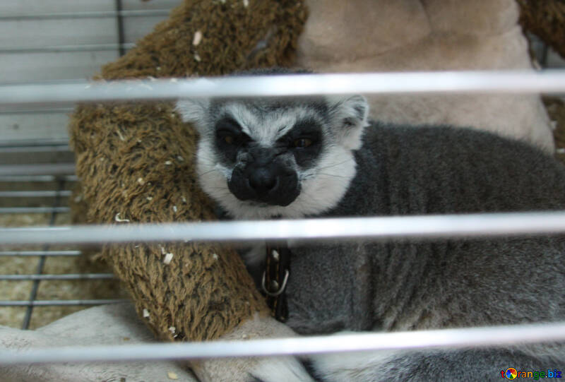 Cat lemur №11385