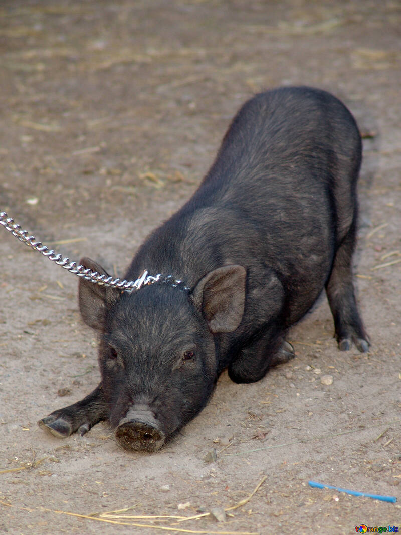 Mini pig №11264