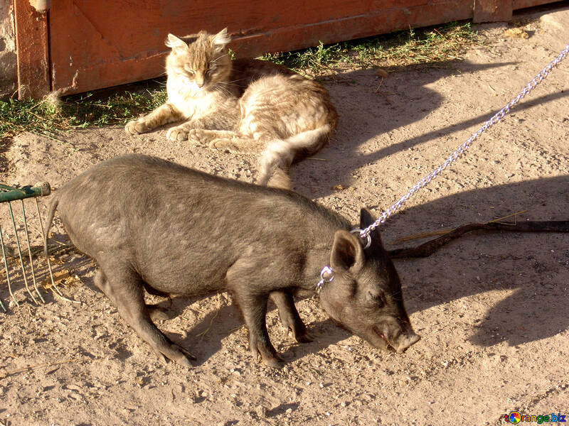 Pig household animal №11268
