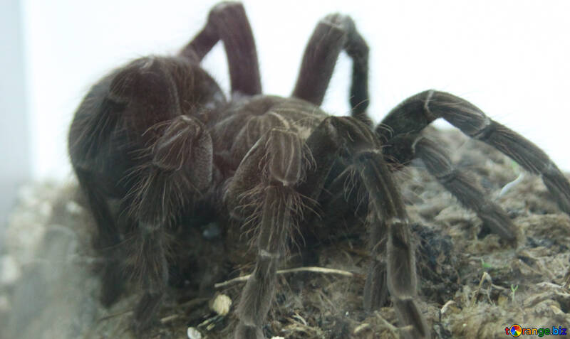 La Colombia tarantula №11231
