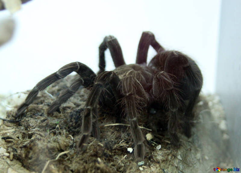 Colômbia tarantula №11239