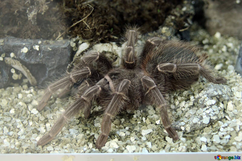 Gigante giallastro-dentellare tarantula №11227