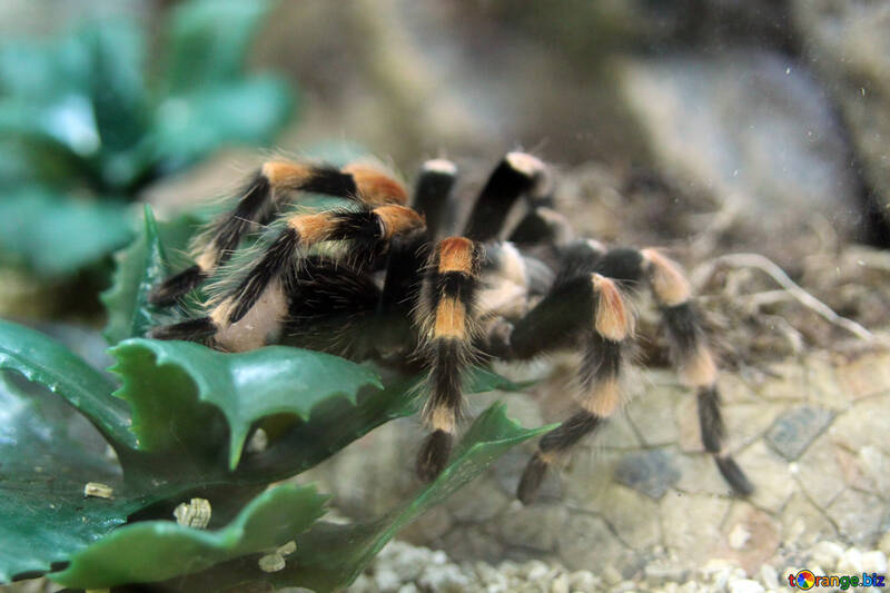 Large tarantula №11208