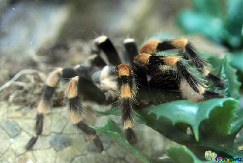 Mexican tarantula №11183