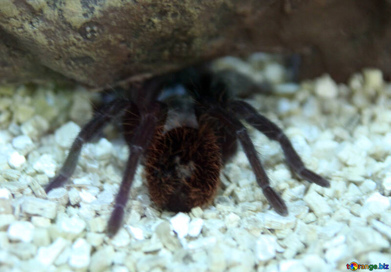 Mexicano tarantula №11188