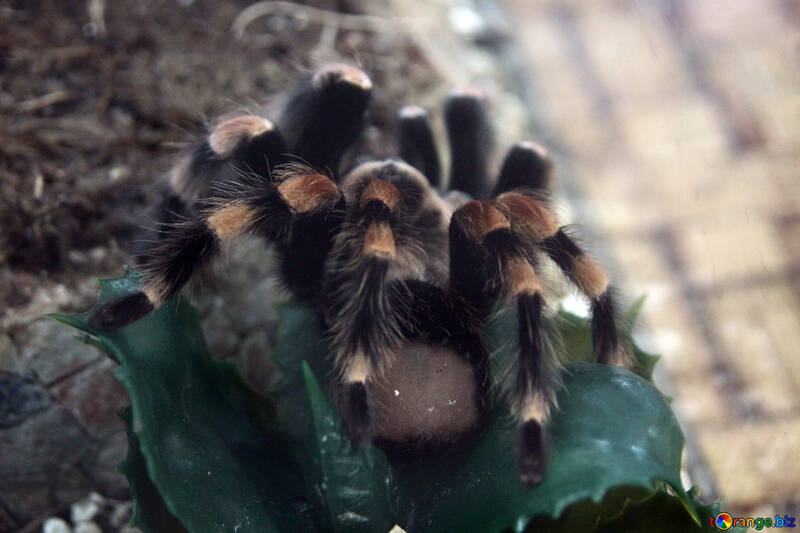 Mexicain tarantula №11193