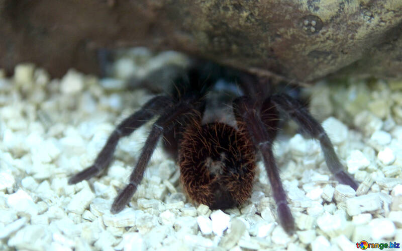 Mexican tarantula  №11233
