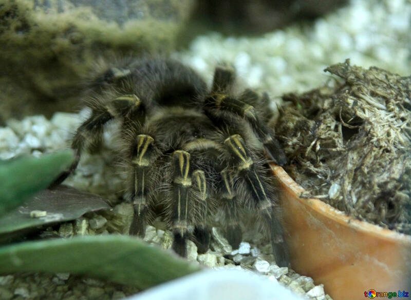 South American Ground Spider tarantula №11203
