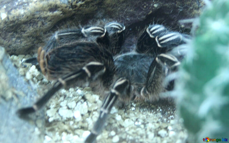 Zebra Aranha tarantula  №11184