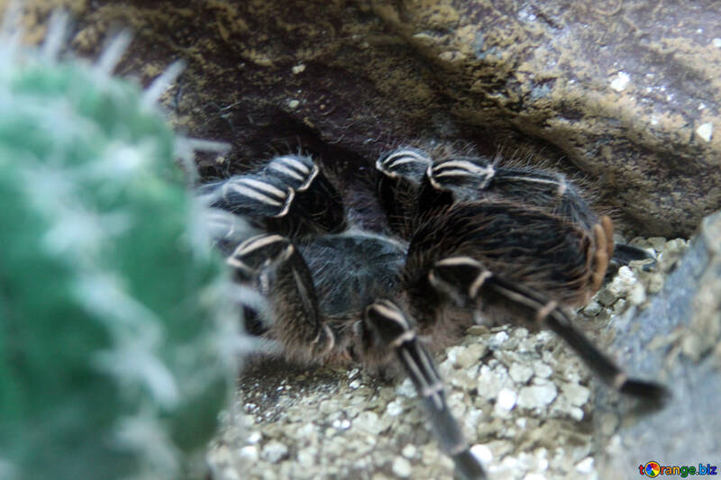 Zebra Aranha tarantula  №11220