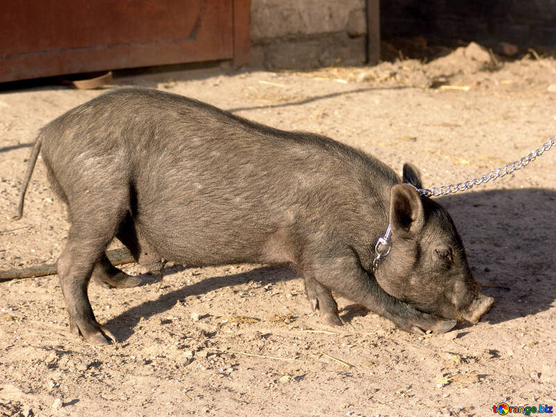 Animal doméstico cerdo №11267