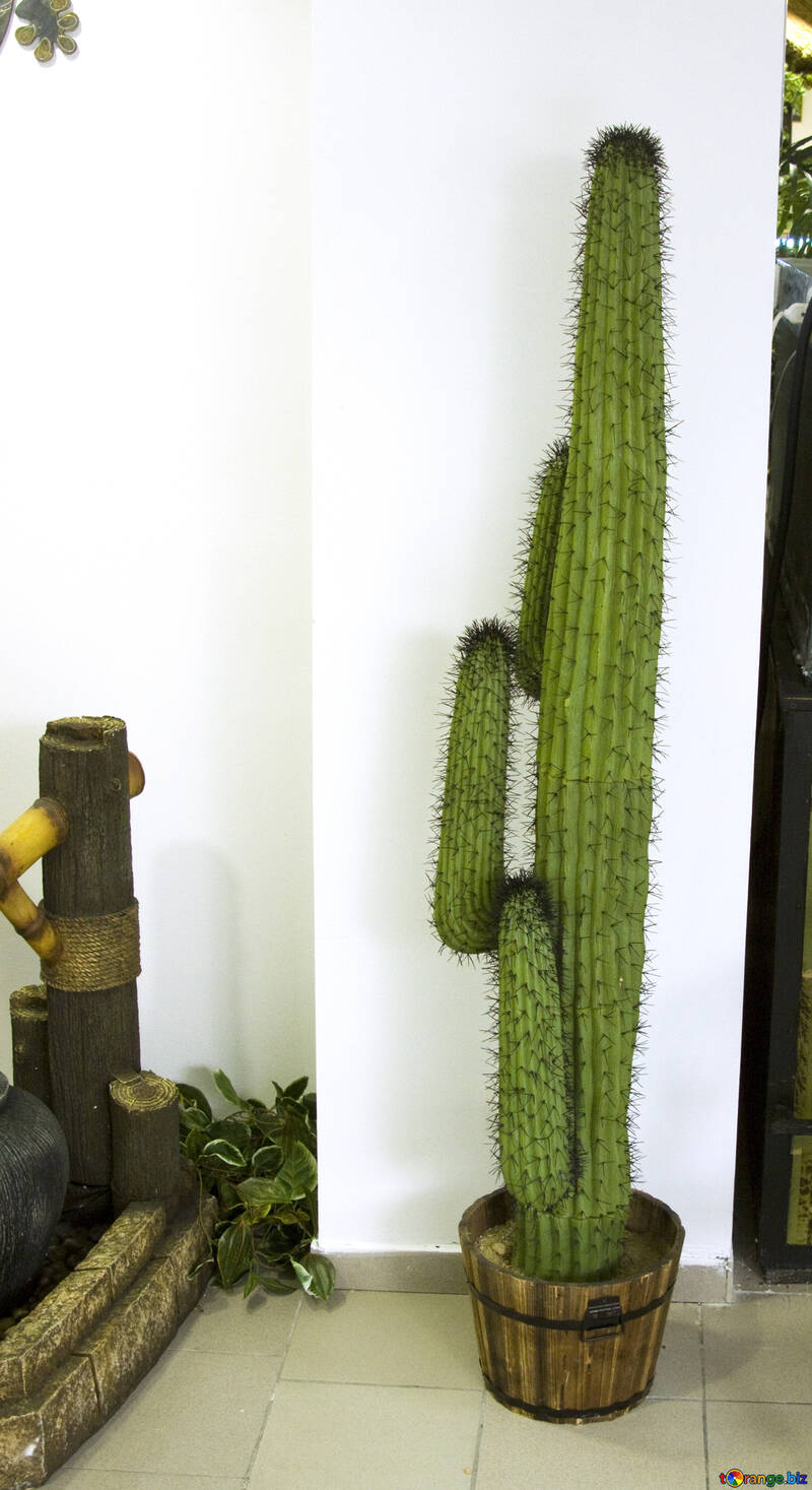 Cactus in interior  №11323