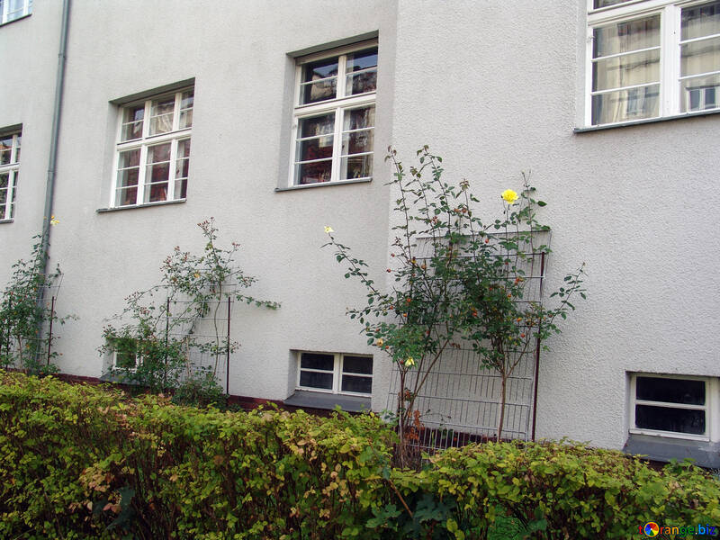 Plants and facade №11612