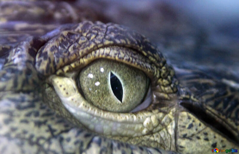 Crocodile Eye №11274