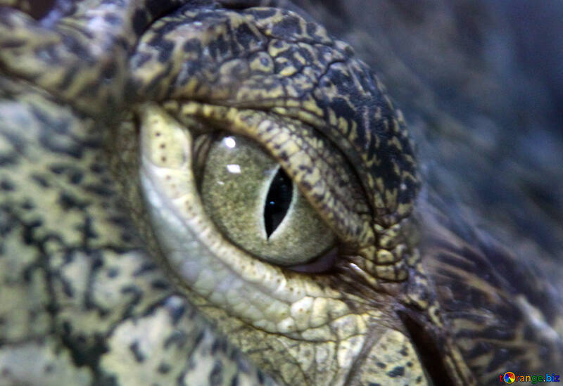 Eye crocodile №11303