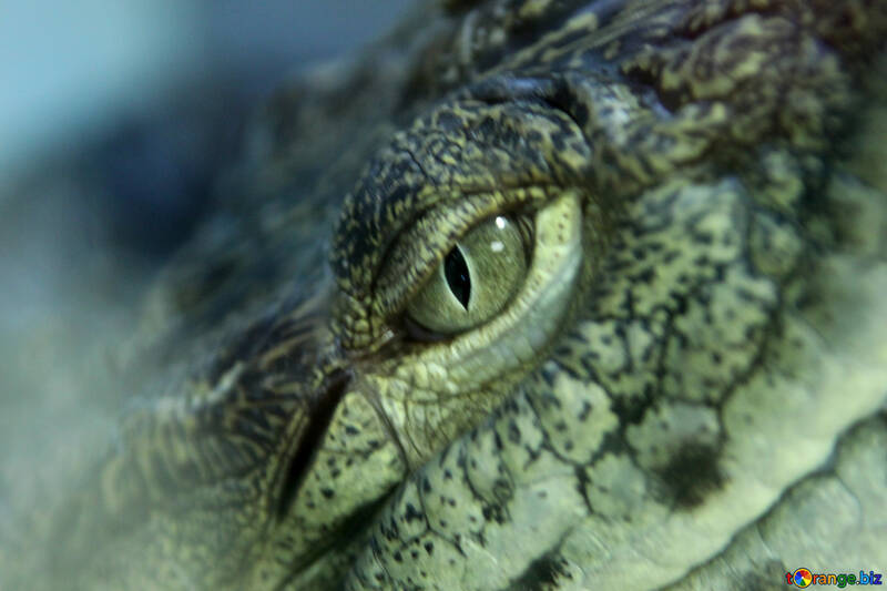 Flüchtiger Blick Krokodil №11282