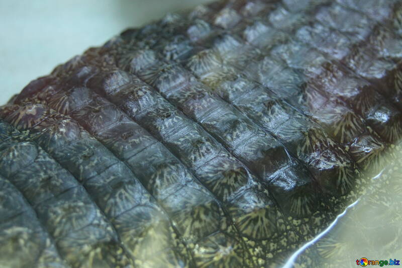Texture.  Back crocodile. №11294