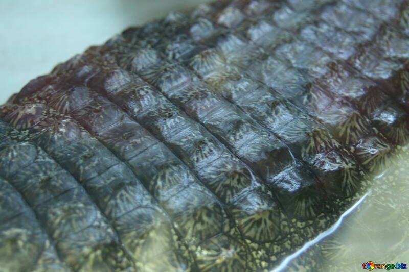 Texture.  Back crocodile. №11302
