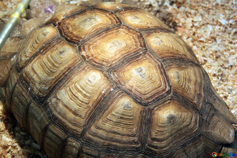 Tortoise Struttura №11078