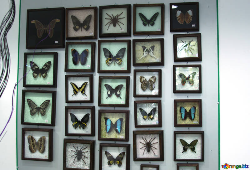 Collection butterflies  №11321