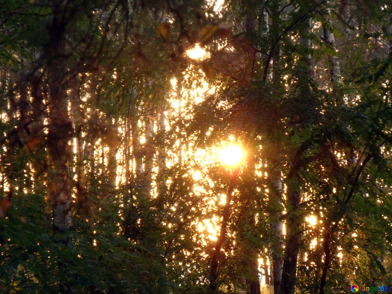 Puesta del sol en Bosque №11329