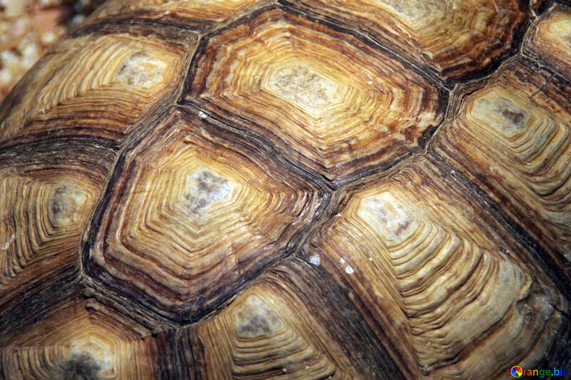 Turtle Texture №11156