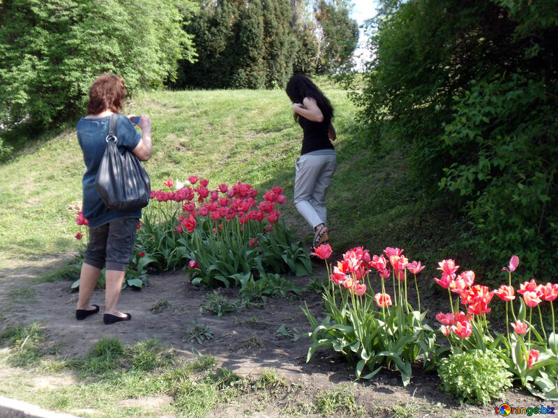 Photos near tulips  №11026